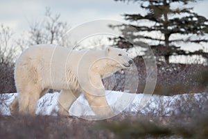 Polar bear near Churchill, Manitoba