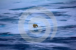 Polar bear near North pole 86-87 degrees north latitude