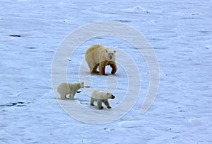 Polar bear near North pole 86-87 degrees north latitude