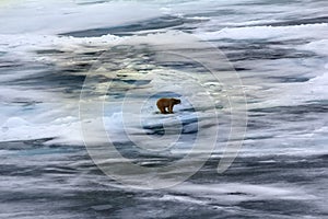 Polar bear near North pole 86-87 degrees north latitude