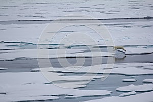 Polar bear near North pole (86-87 degrees north latitude)