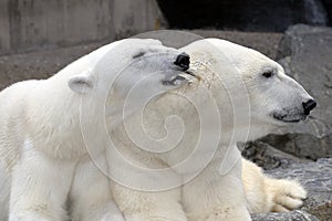 Oso mordisqueando hombres oreja 