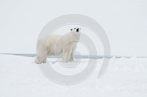 Polar bear north of Spitsbergen (Svalbard) close to the North Pole Norway photo