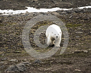 Polar bear on Northbrook island (Franz Josef Land photo