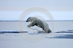 Polar bear, northern arctic predator