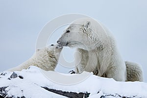 Polar bear, northern arctic predator