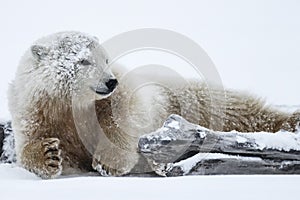 Polar bear, northern arctic predator