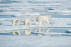 Polar bear, northern arctic predator