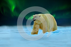 Polar bear with Northern Lights, Aurora Borealis. Night image with stars, dark sky. Dangerous looking beast on the ice with snow,