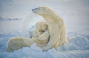 Polar bear nursing cubs photo art