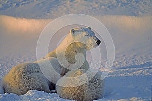 Polar bear nursing her cubs