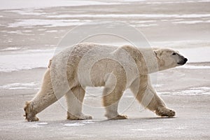 Polar Bear out for a winter stroll