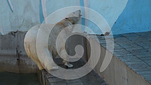 Polar bear in outdoor aviary