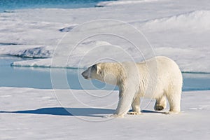 Polar bear on the pack ice