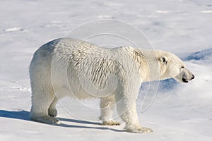 Polar bear on the pack ice