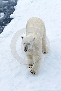Polar bear on the pack ice north of Spitsbergen Island