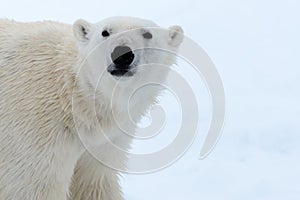 Polar bear on the pack ice north of Spitsbergen Island