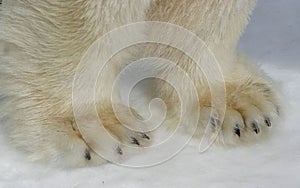 Polar bear paws