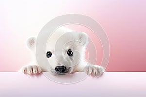 Polar bear peeking over pastel bright background. Banner, poster or card for International polar bear day. Copy space.