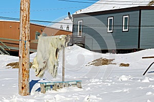 Polar bear pelt drying in the sun at Resolute Bay, Nunavut, Canada