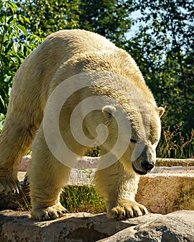 Polar Bear Photo and Image. Bear close-up front view standing a on rock with tree background enjoying its environment and