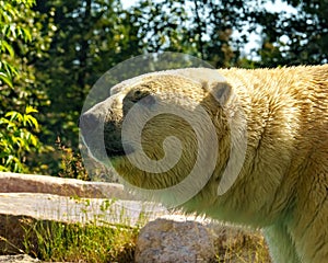 Polar Bear Photo and Image. Bear head close-up side view standing a on rock with tree background and enjoying its environment.