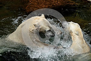 Polar bear-play fight
