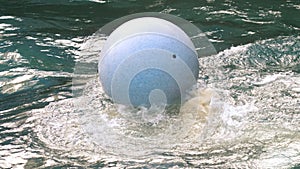Polar bear playing in water