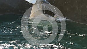 Polar bear playing in water