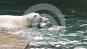 Polar bear playing in water