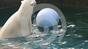 Polar bear playing in water