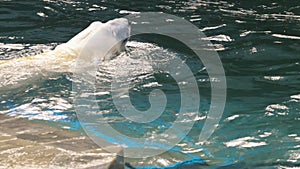 Polar bear playing in water