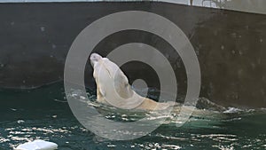 Polar bear playing in water