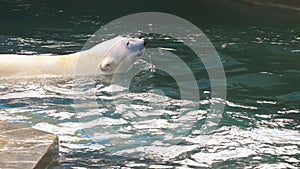 Polar bear playing in water