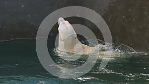 Polar bear playing in water