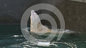 Polar bear playing in water