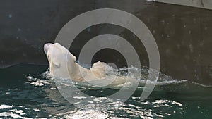 Polar bear playing in water