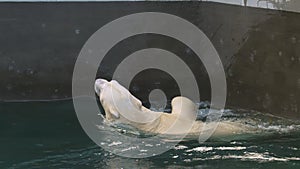 Polar bear playing in water