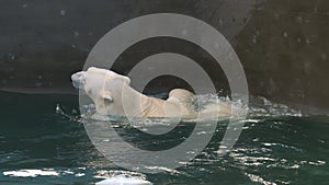 Polar bear playing in water