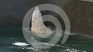 Polar bear playing in water