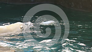 Polar bear playing in water