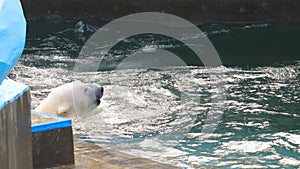 Polar bear playing in water