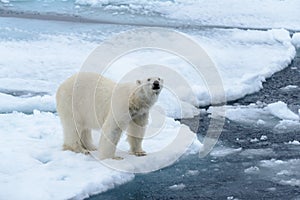 Polar bear on the pack ice north of Spitsbergen Island