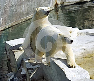 Polar bear polar carnivore mammal arctic