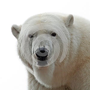 Polar bear portrait