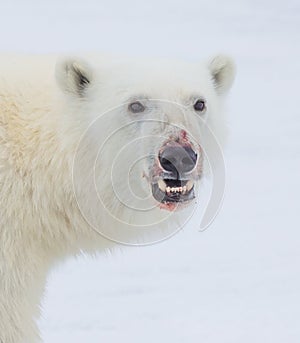 Polar bear portrait with blood on its nose