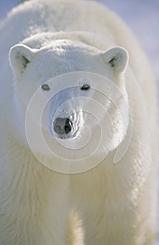 Polárny medveď portrét. 
