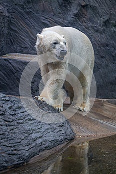 The polar bear portrait in nature