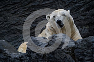 Polar bear portrait in nature park