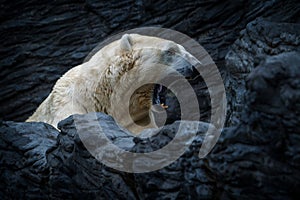 Polar bear portrait in nature park